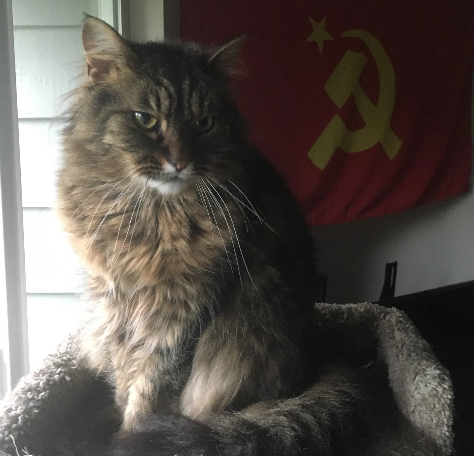 Lost cat in Olympia, WA, 98516