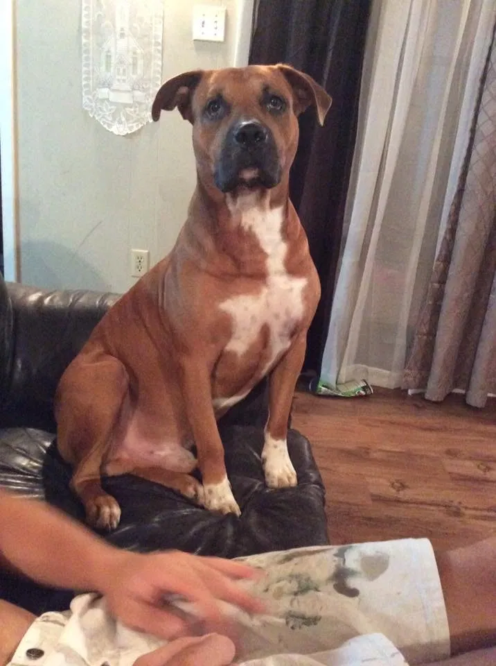 Lost dog in Theodore, AL, 36582