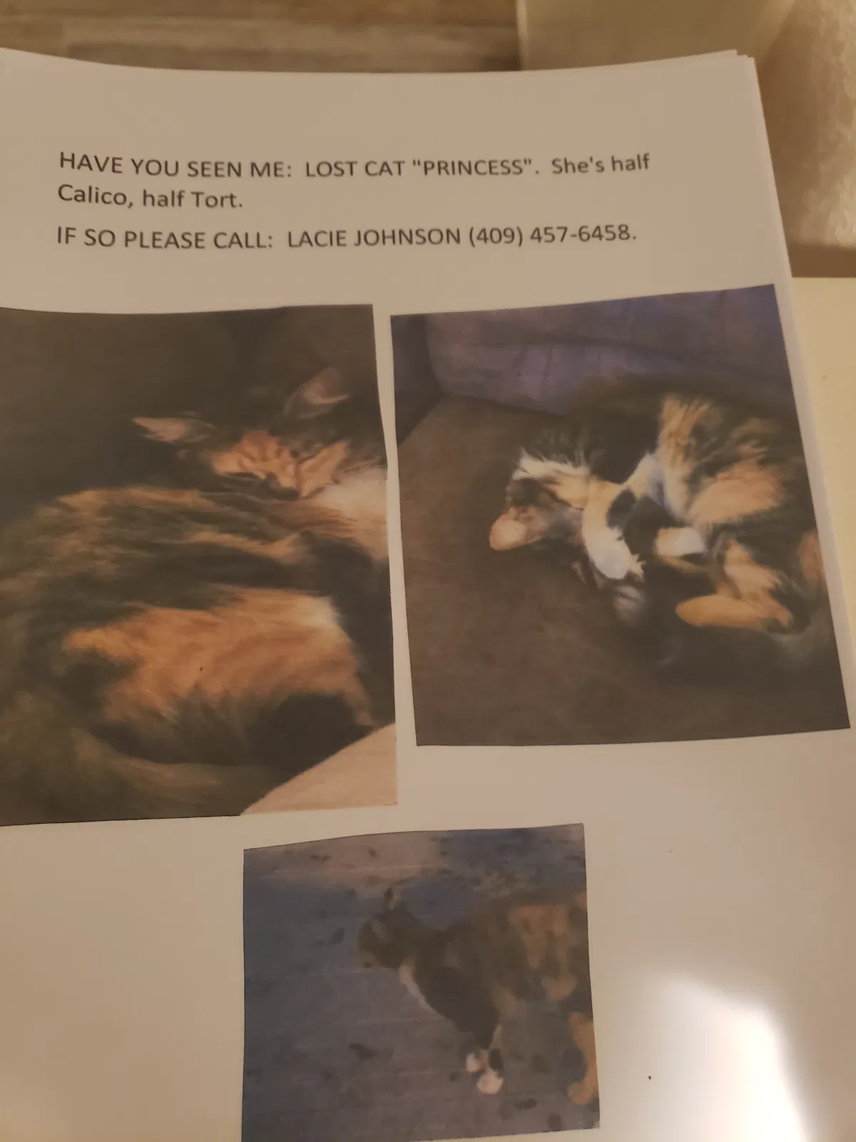 Lost cat in Santa Fe, TX, 77510