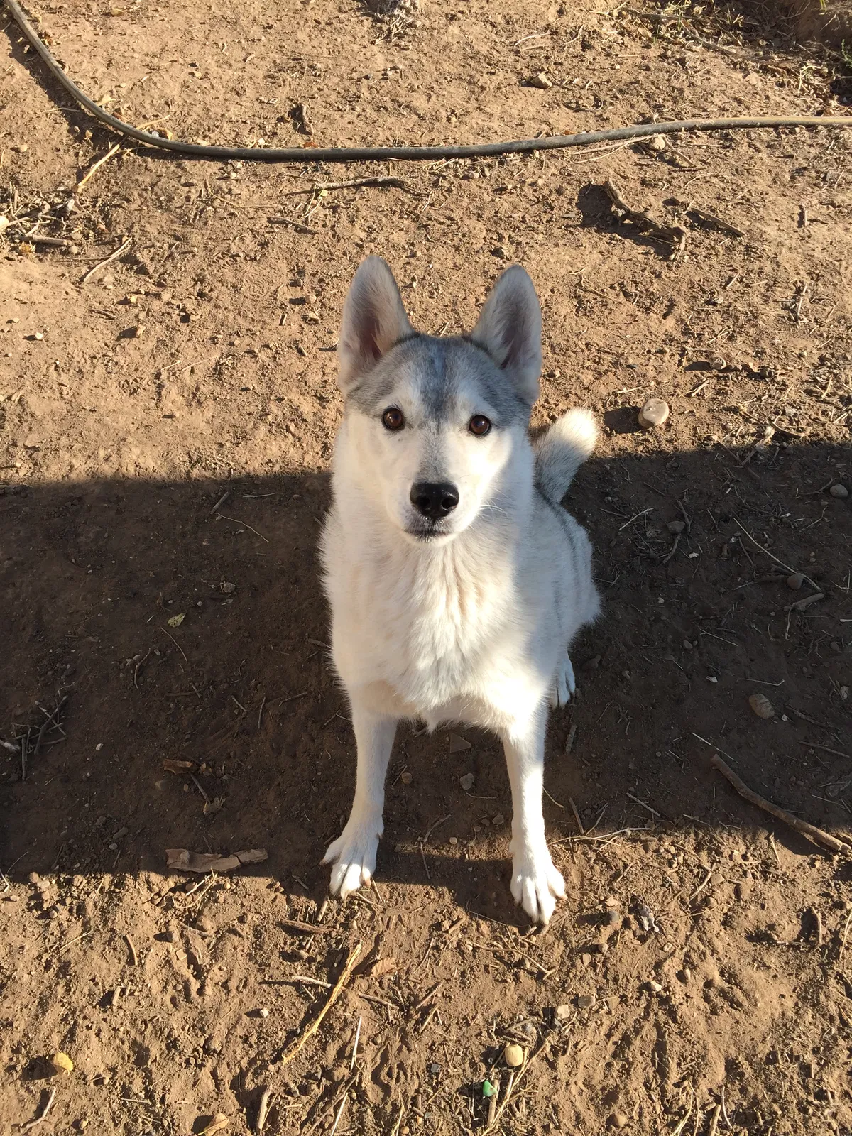 Lost dog in Amarillo, TX, 79107