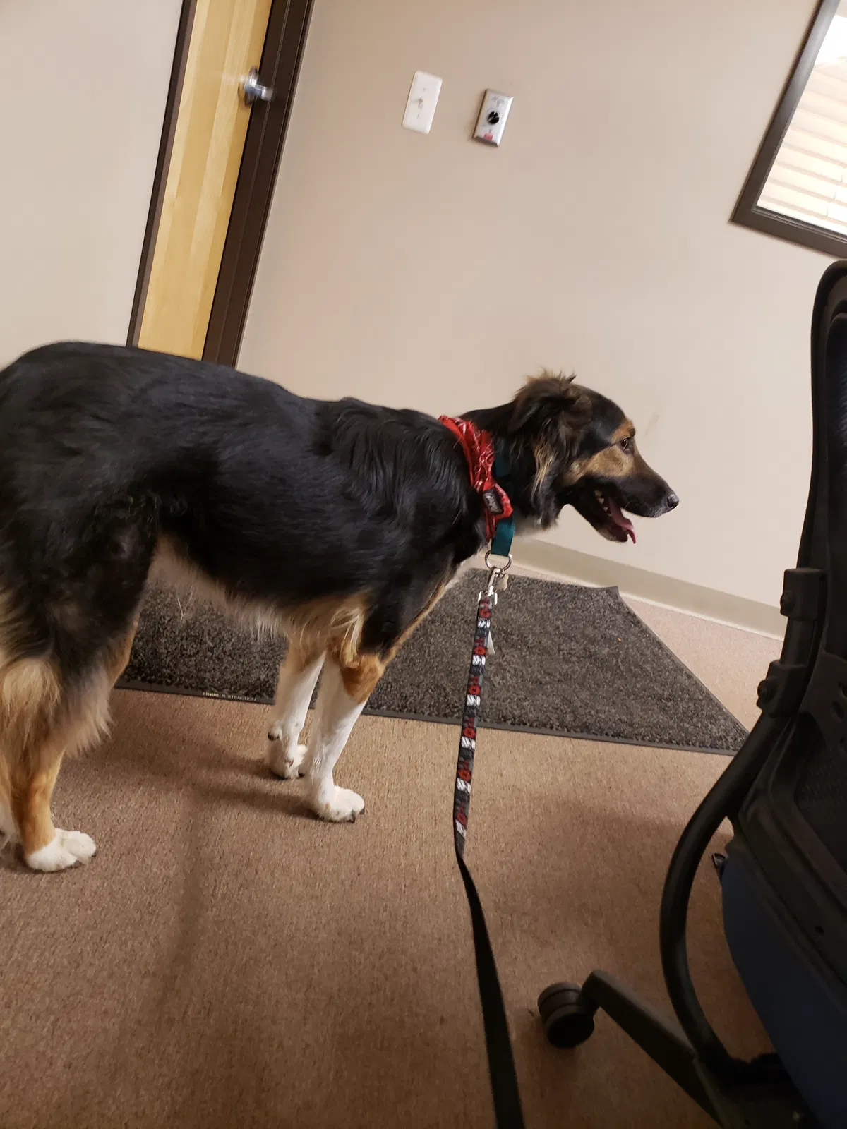 Lost dog in Flint, MI, 48504