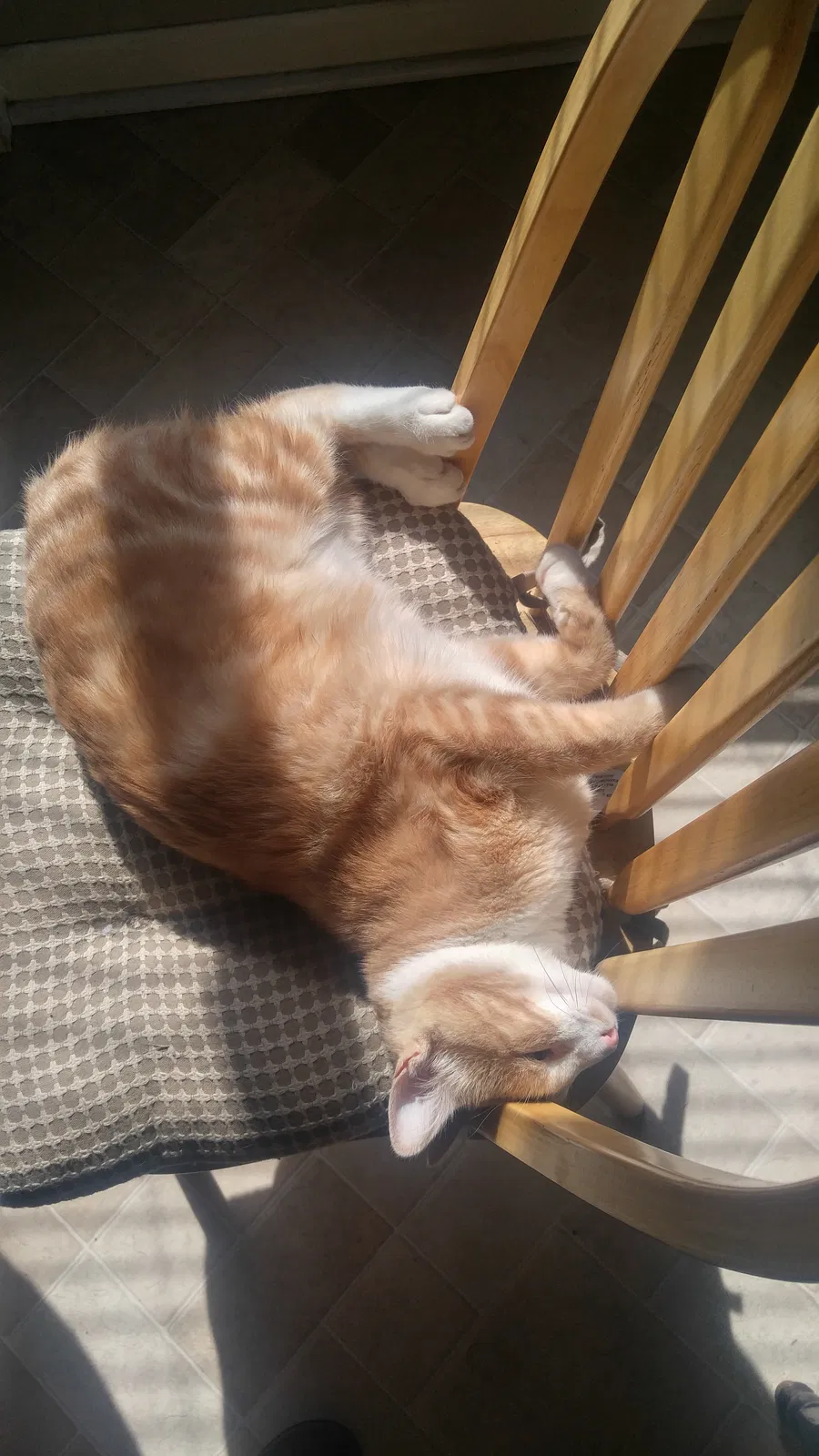 Lost cat in Greeley, CO, 80634