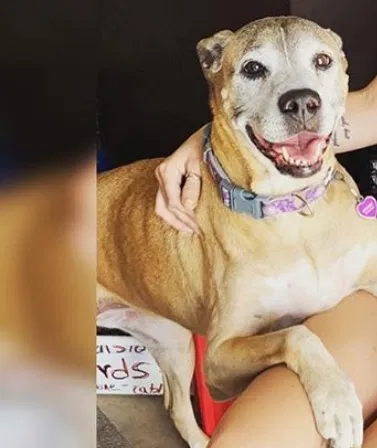 Lost dog in Las Vegas, NV, 89121