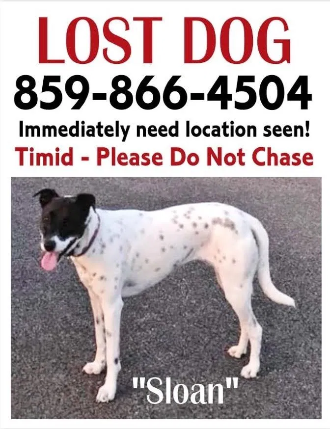 Lost dog in Burlington, KY, 41005