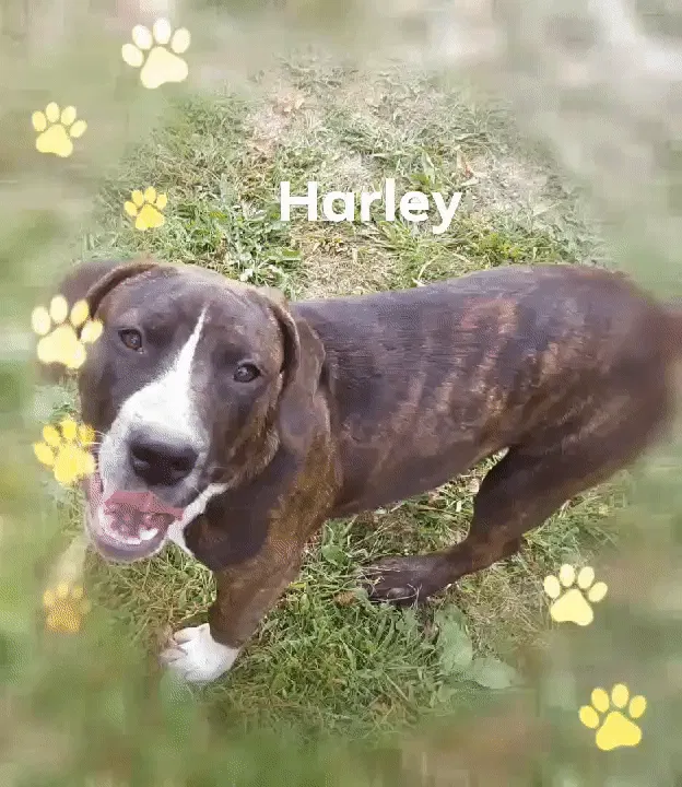 Lost dog in Beaver, WV, 25813