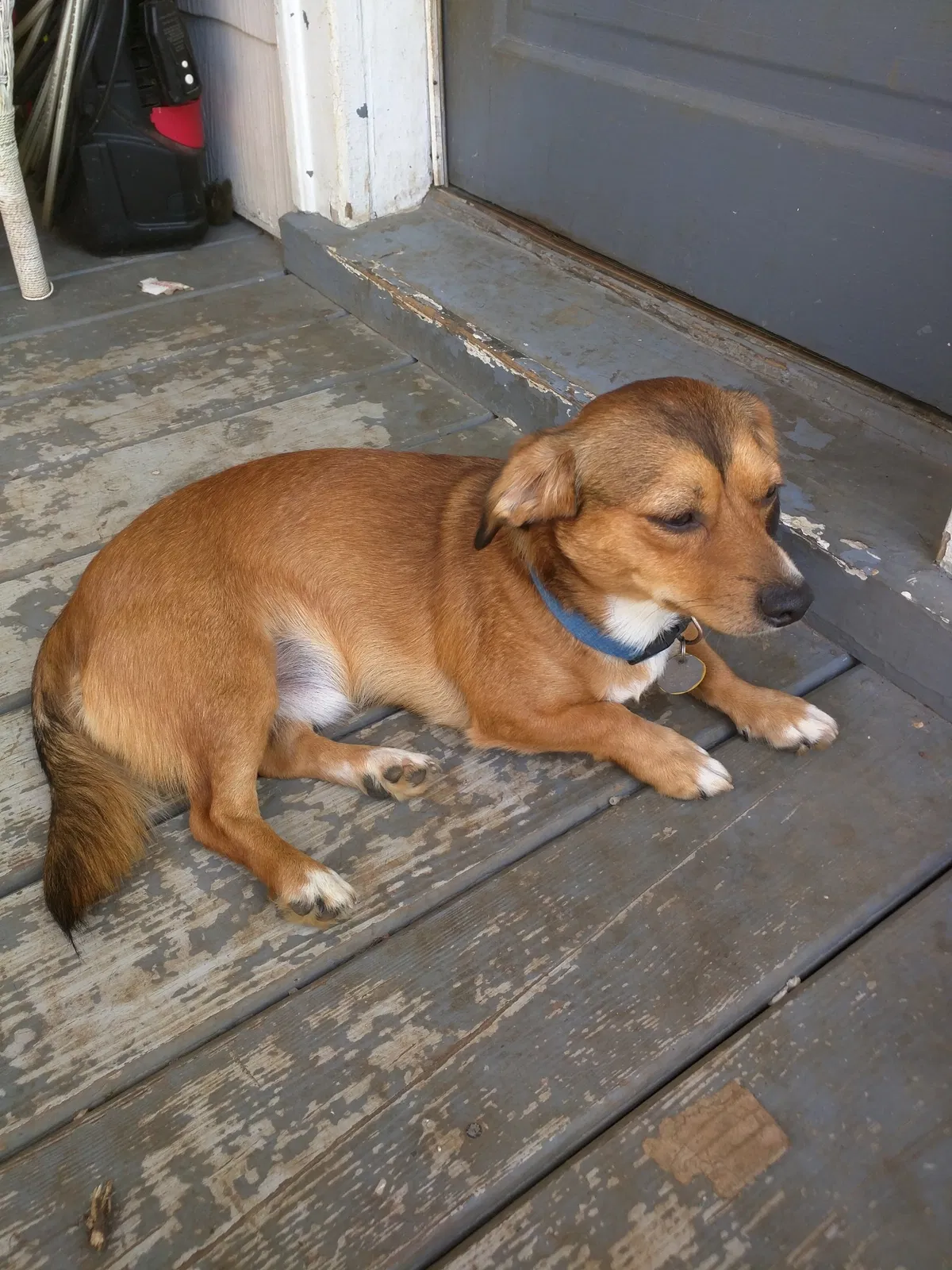 Lost dog in Richmond, VA, 23222