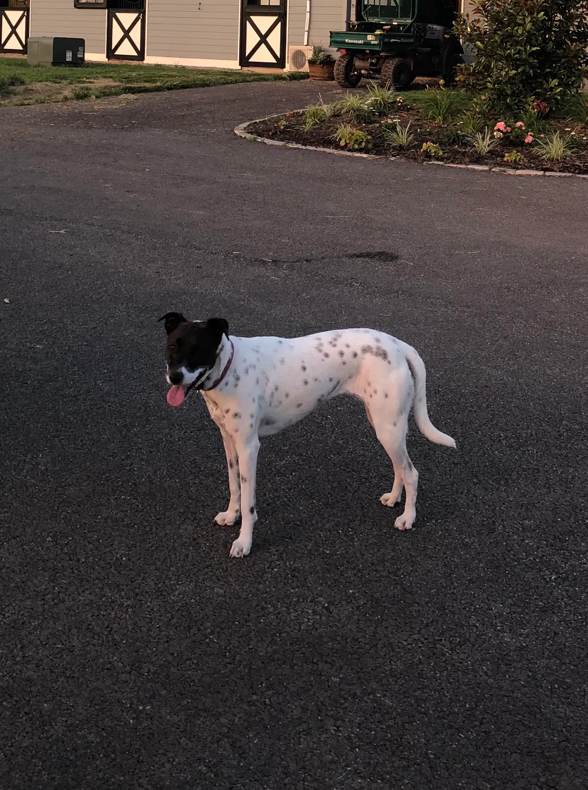 Lost dog in Lexington, KY, 40511