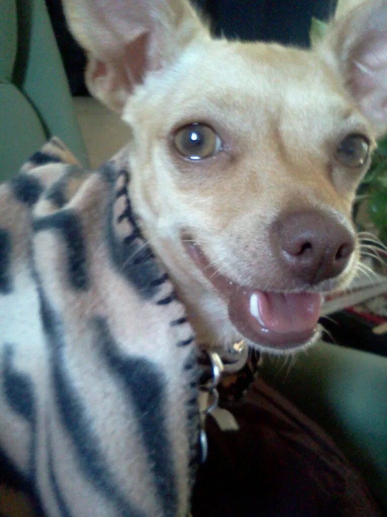 Lost dog in Buttonwillow, CA, 93206