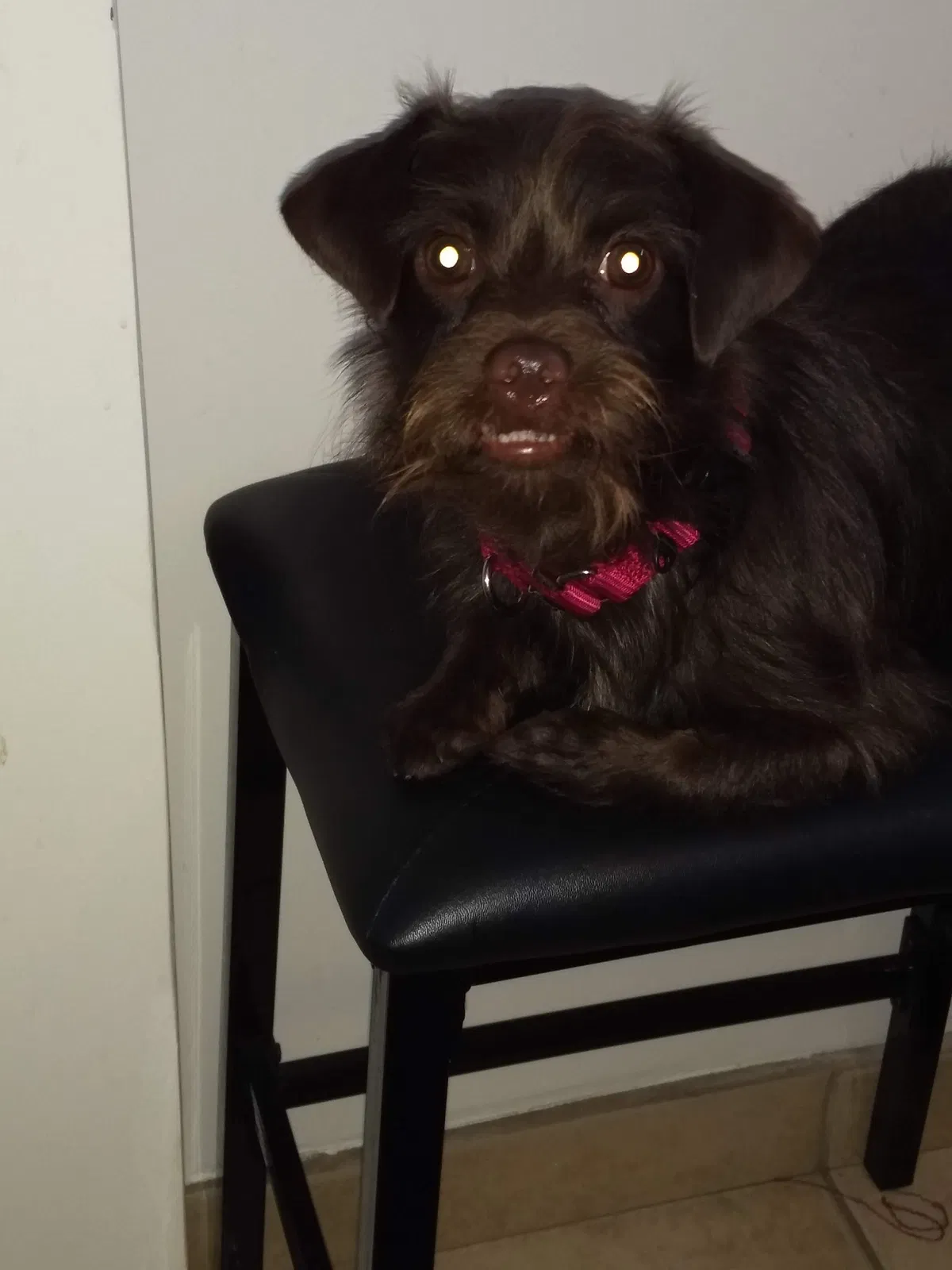 Lost dog in Unknown, CA, 0