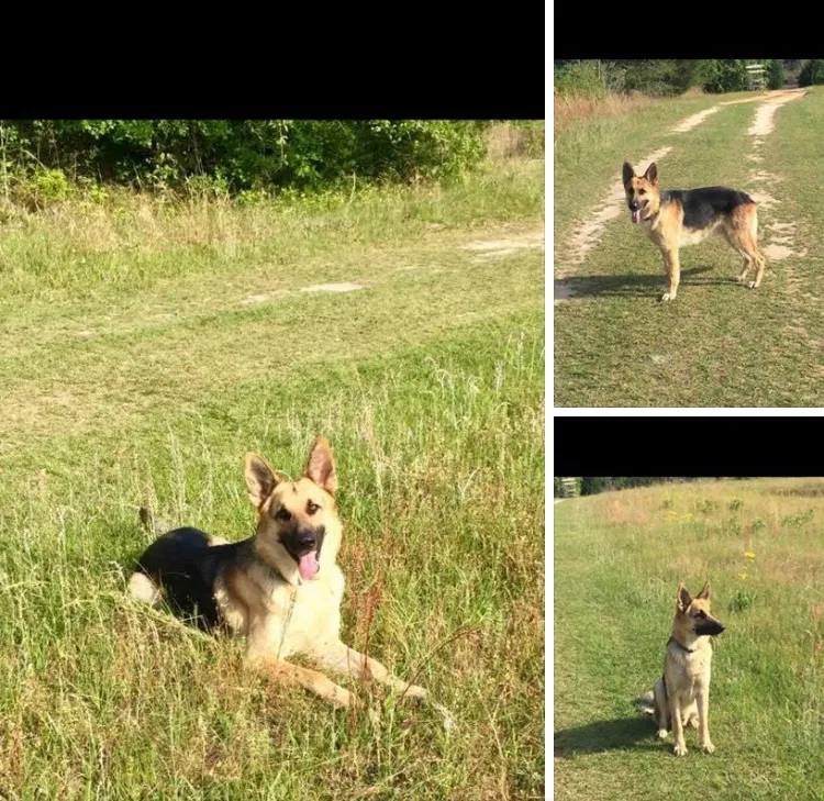 Lost dog in Baker, FL, 32531
