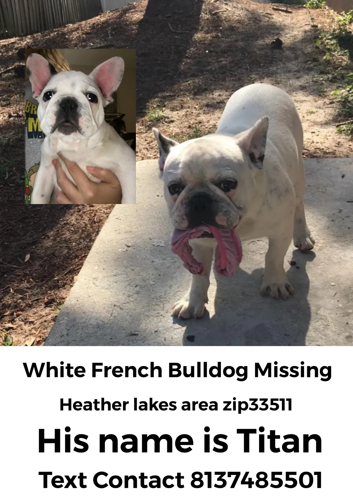 Lost dog in Brandon, FL, 33511