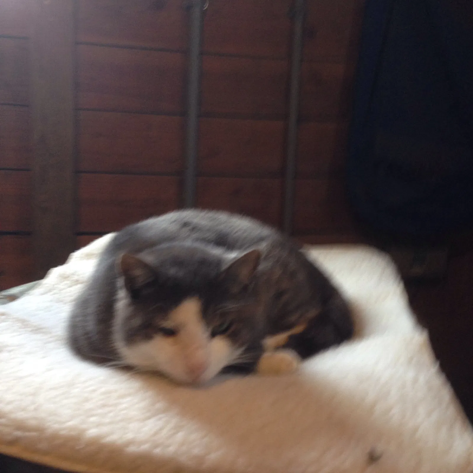 Lost cat in Howell, NJ, 7731
