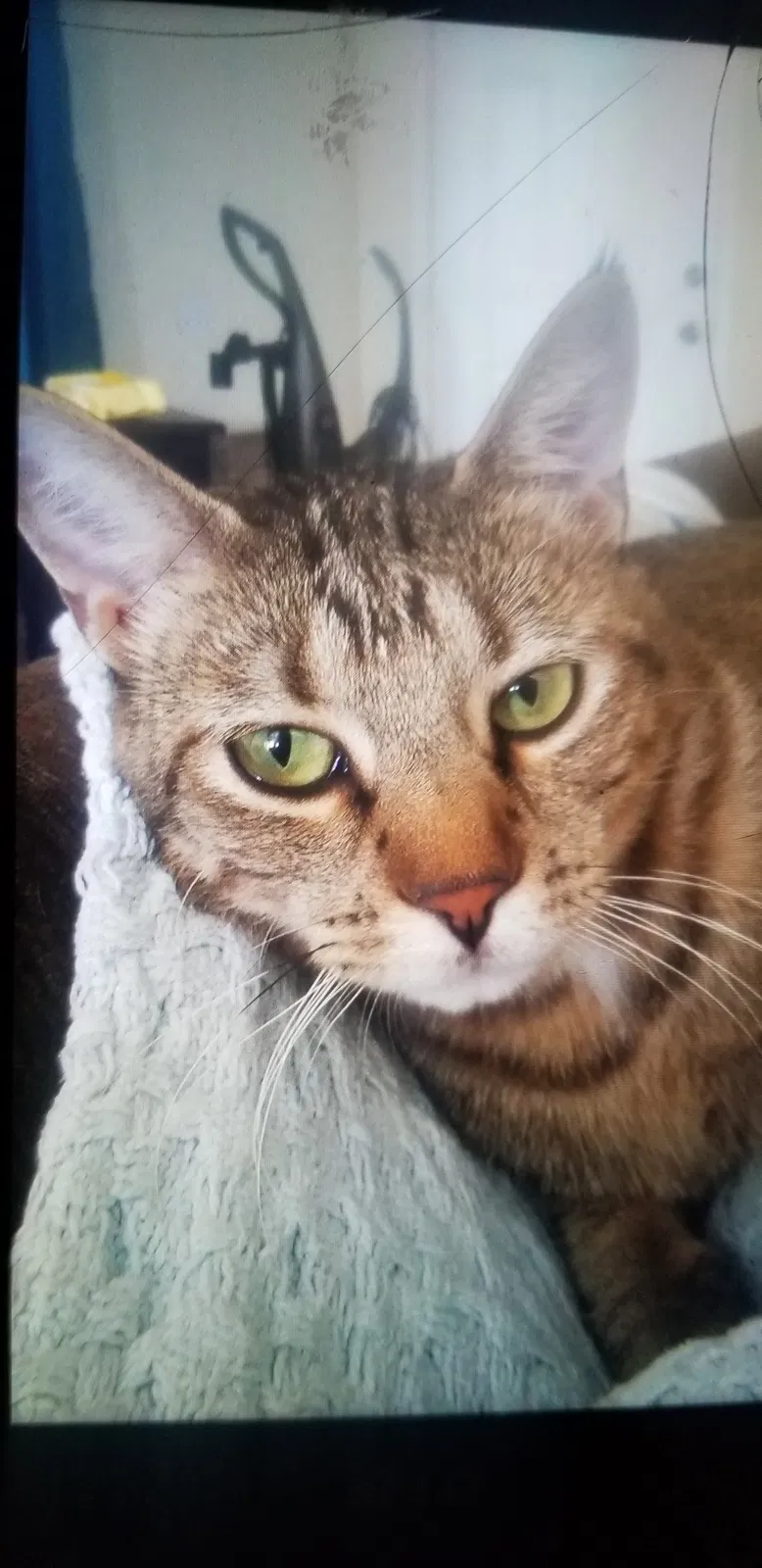 Lost cat in Florence, AZ, 85132