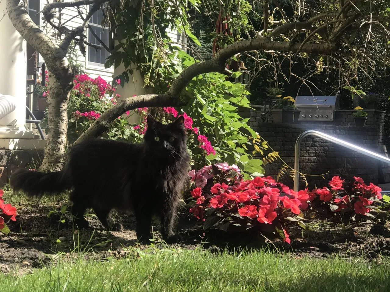 Lost cat in Manchester Township, NJ, 8759