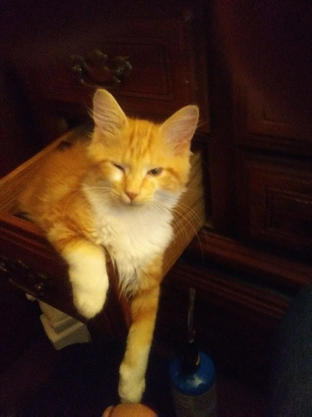 Lost cat in Valparaiso, IN, 46385
