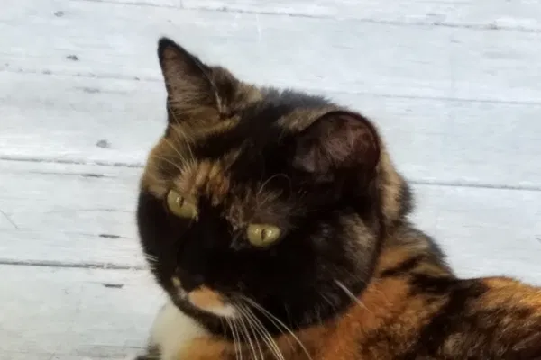 Lost cat in Mendon, MA, 1756
