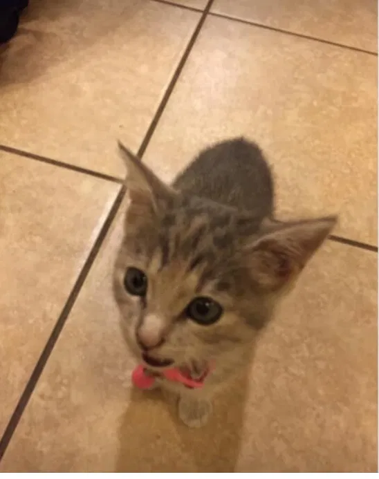 Lost cat in Converse, TX, 78109