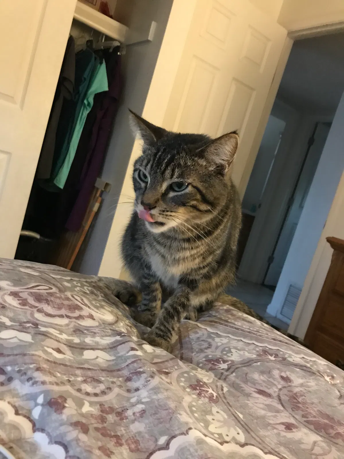 Lost cat in Tucson, AZ, 85730