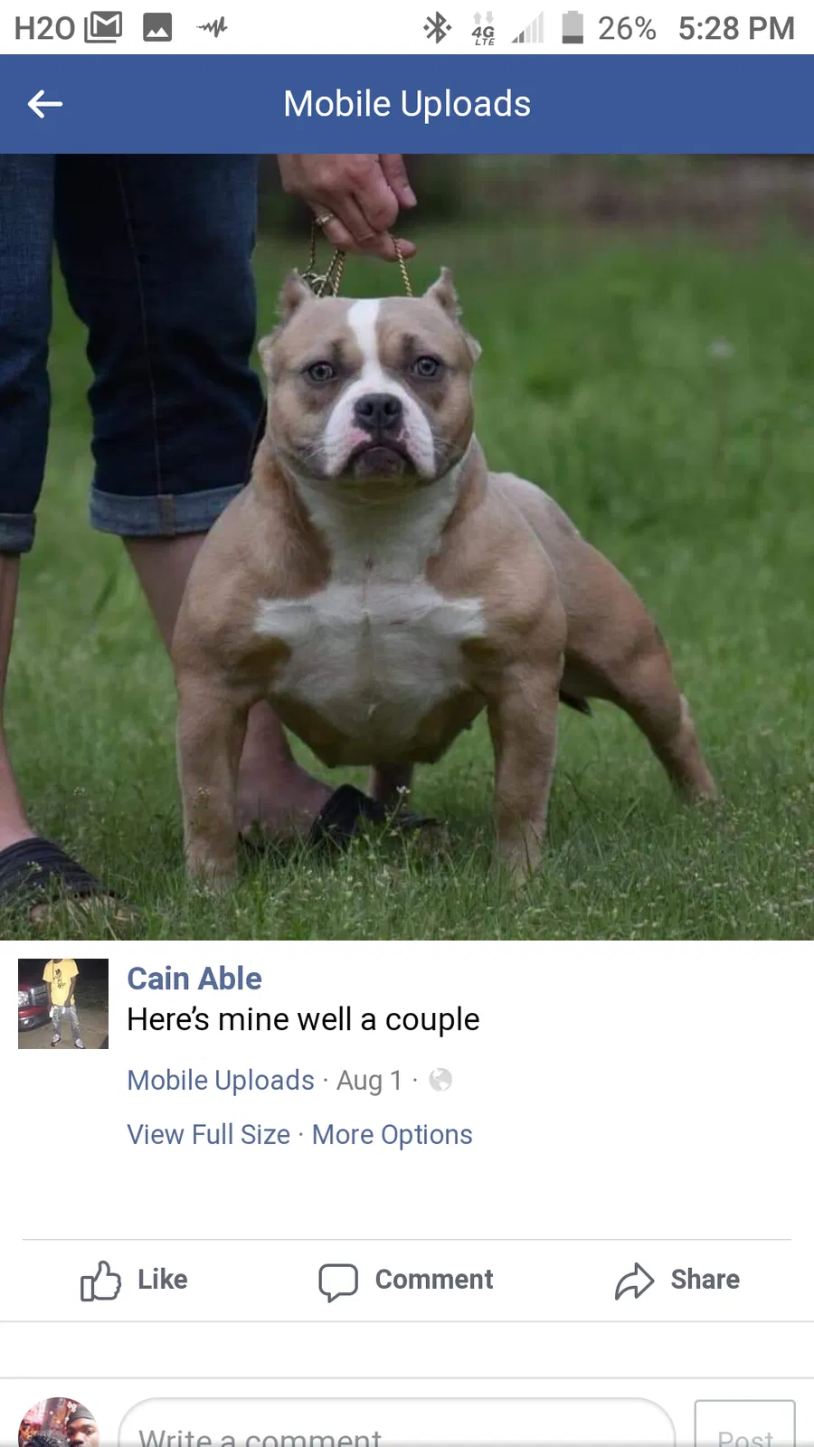 Lost dog in Poplar Bluff, MO, 63901