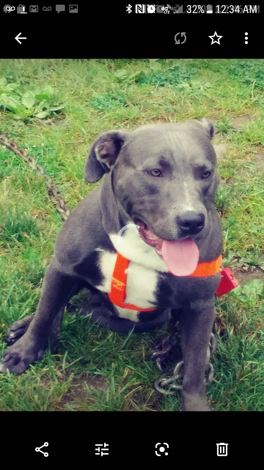Lost dog in Beaver, WV, 25813