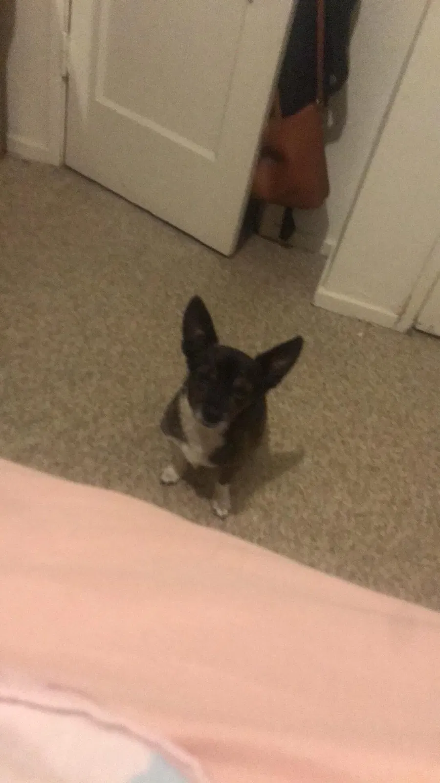 Lost dog in Tucson, AZ, 85706