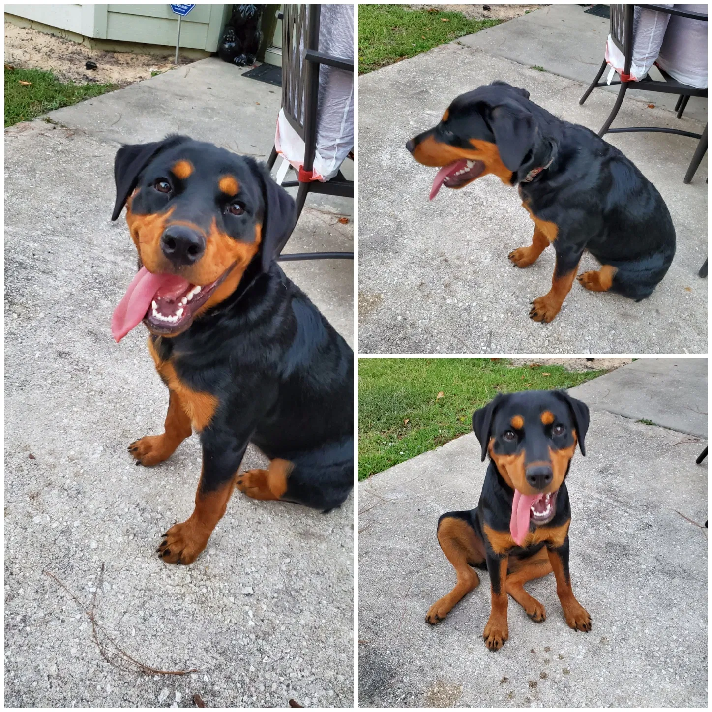 Lost dog in Jacksonville, FL, 32244