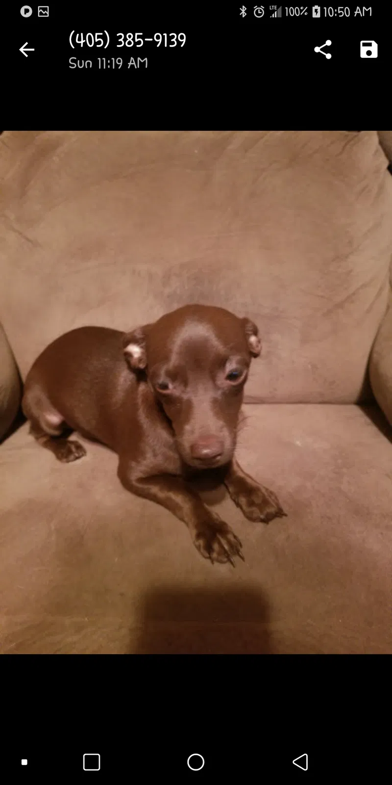 Lost dog in Stillwater, OK, 74075