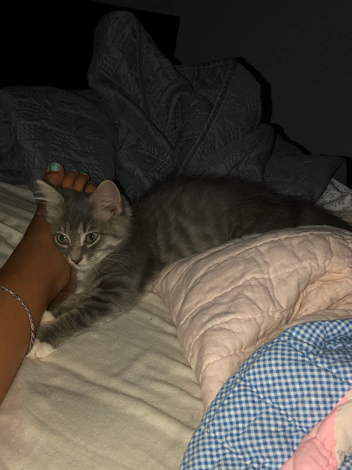 Lost cat in Greenville, SC, 29609