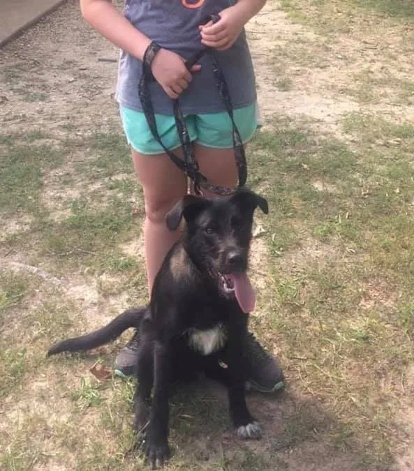Lost dog in Stover, MO, 65078