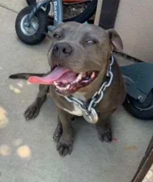 Lost dog in Sacramento, CA, 95823