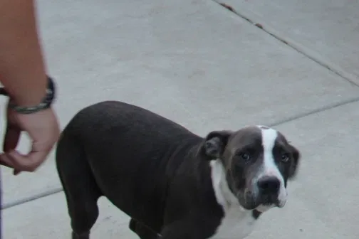 Lost dog in Sacramento, CA, 95823