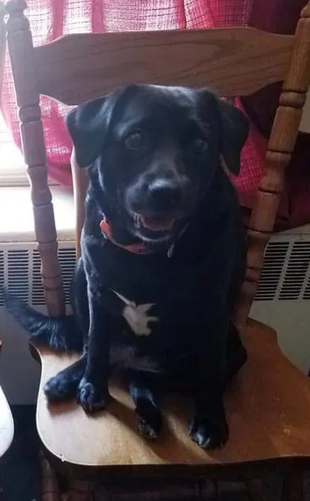 Lost dog in Baltimore, MD, 21224