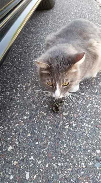 Lost cat in Isle, MN, 56342