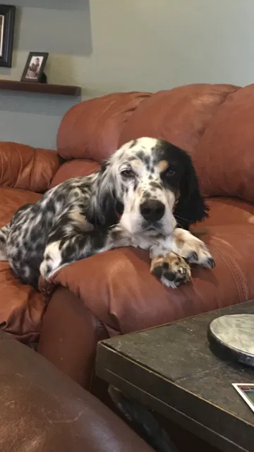 Lost dog in Random Lake, WI, 53075
