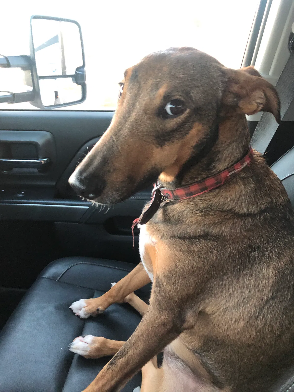 Lost dog in Saint George, UT, 84790