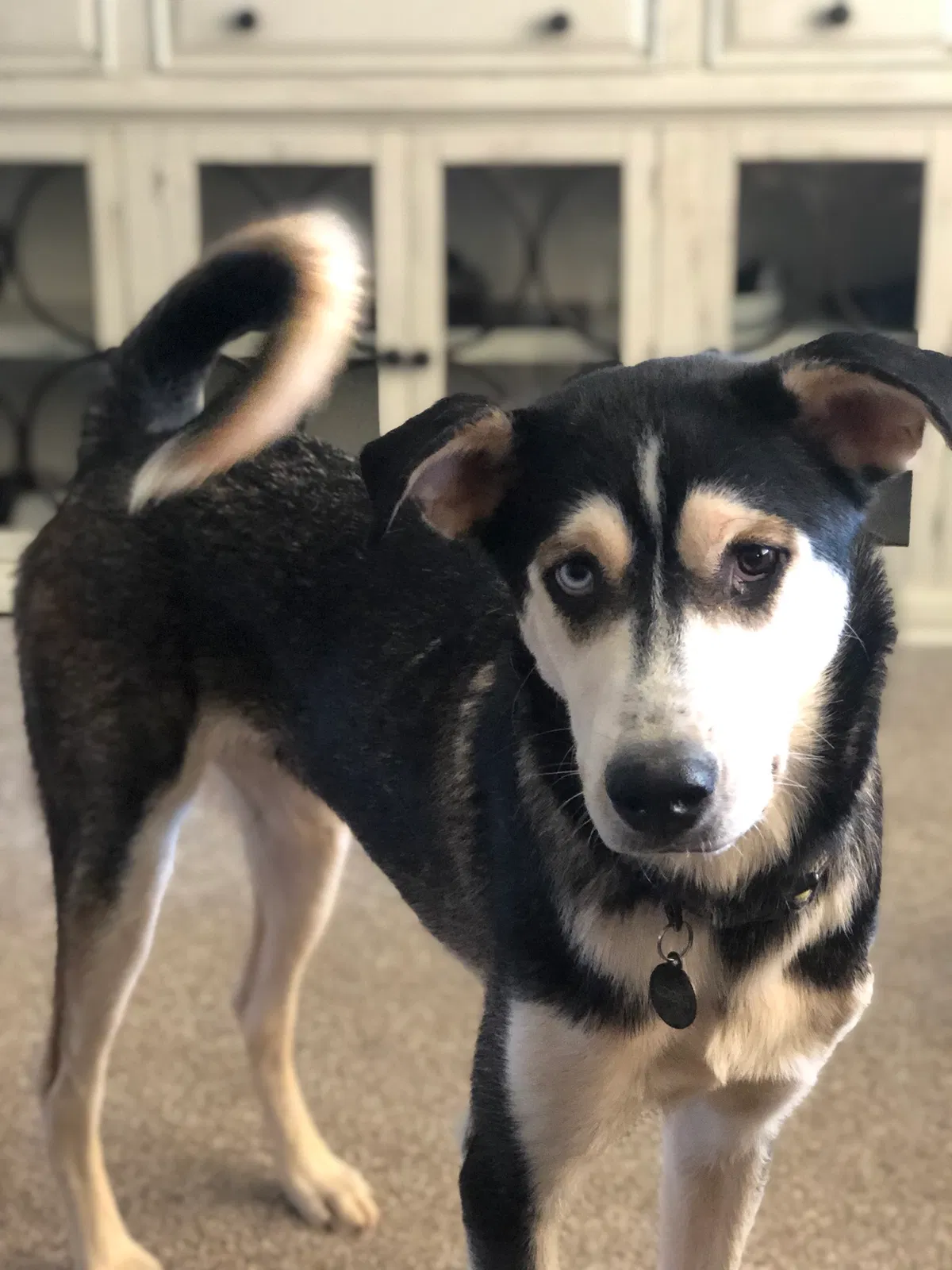 Lost dog in Saint George, UT, 84790