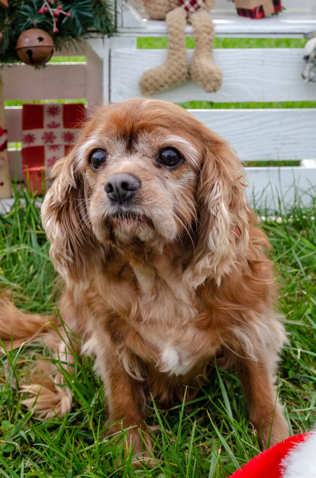 Lost dog in Ashley, OH, 43003
