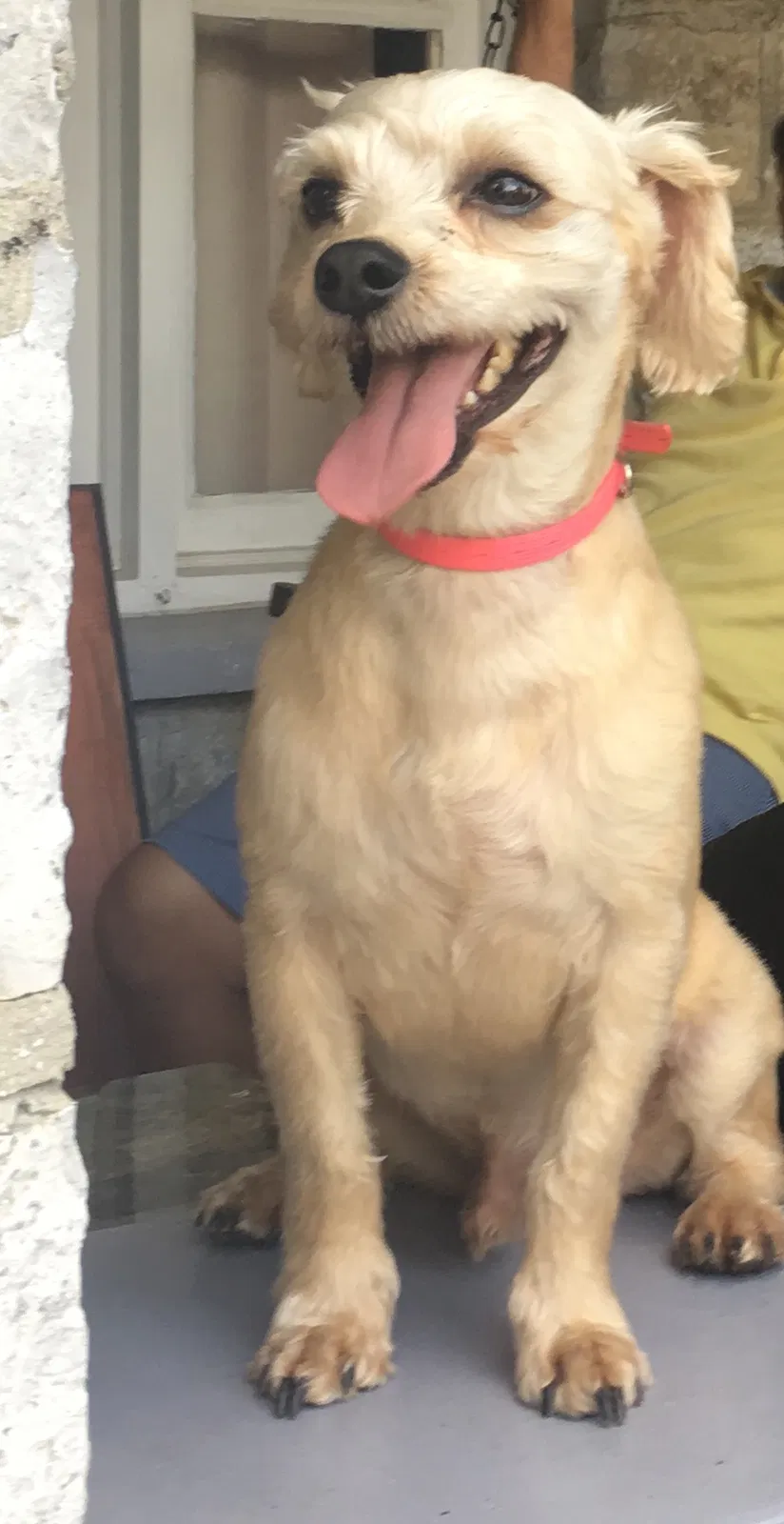 Lost dog in Martinsburg, WV, 25401