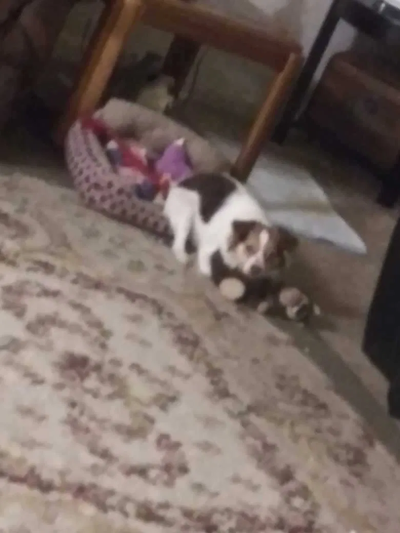 Lost dog in Chattanooga, TN, 37421