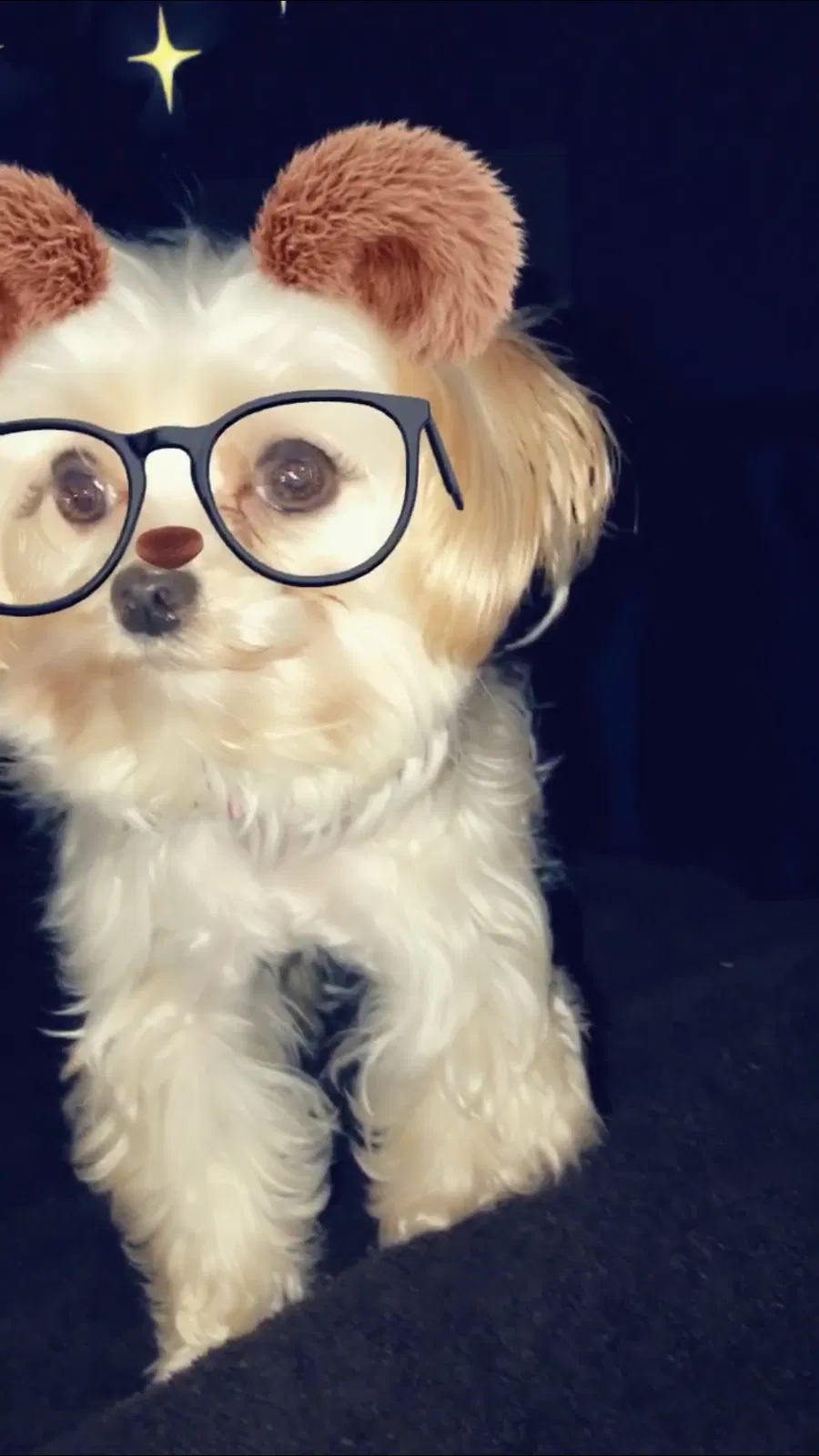Lost dog in Houma, LA, 70364