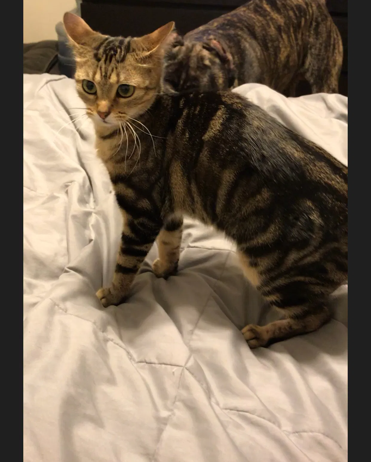 Lost cat in Fort Wayne, IN, 46835