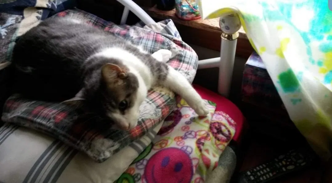 Lost cat in Neenah, WI, 54956