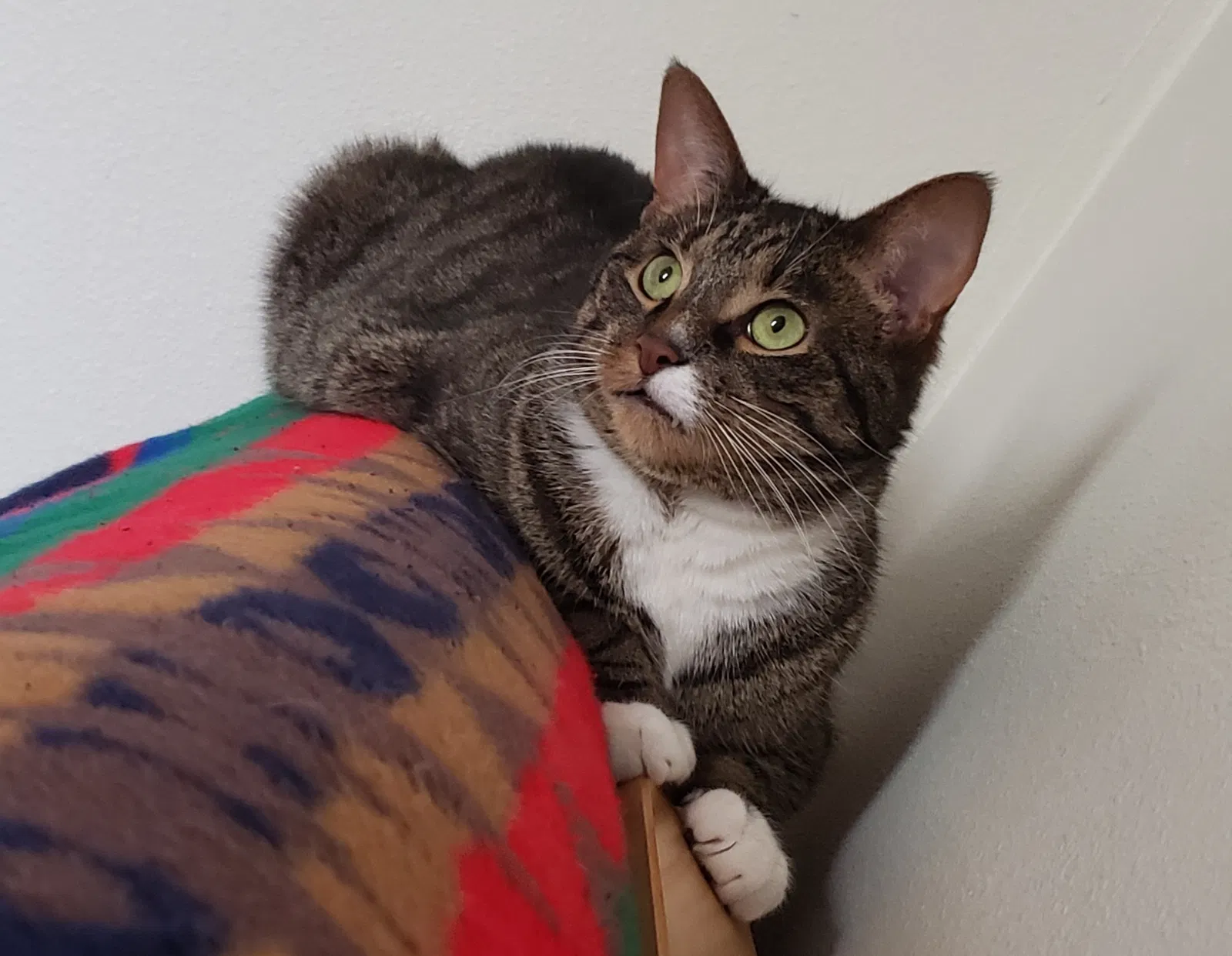 Lost cat in Milwaukee, WI, 53207