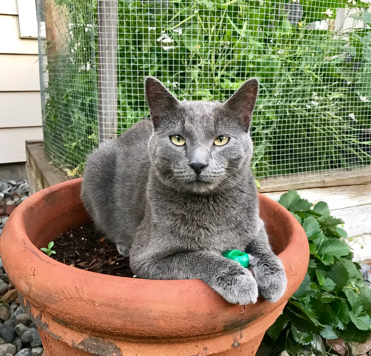 Lost cat in Carbondale, CO, 81623