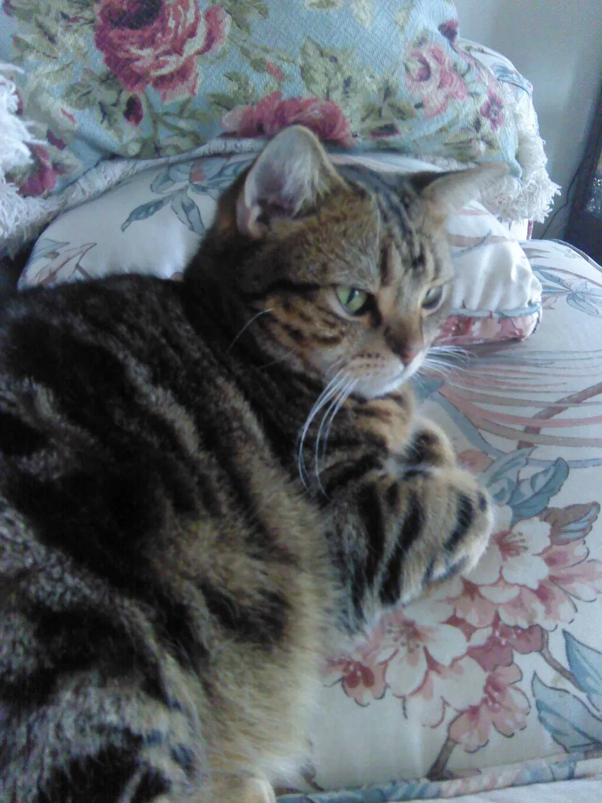 Lost cat in West Chester, PA, 19380