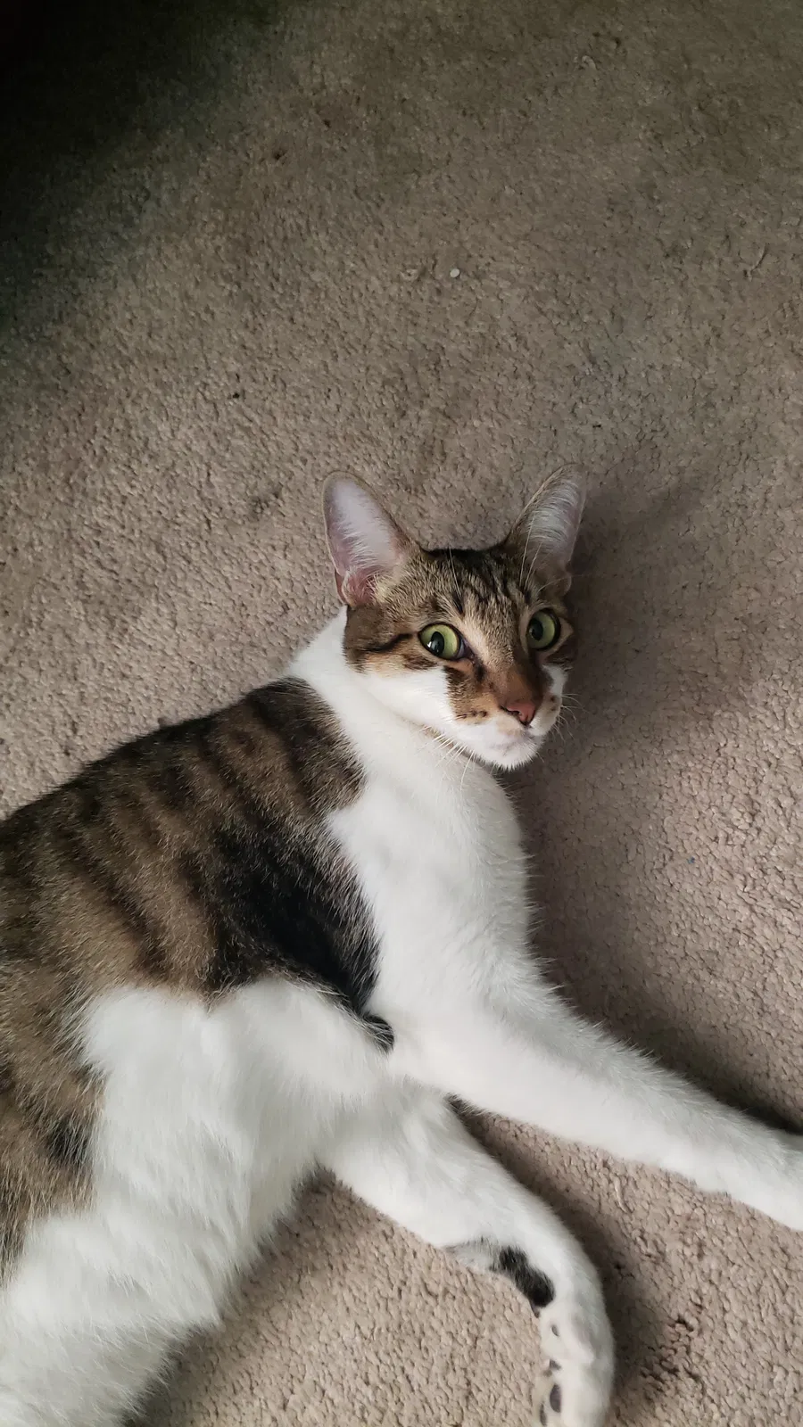Lost cat in Mcallen, TX, 78501