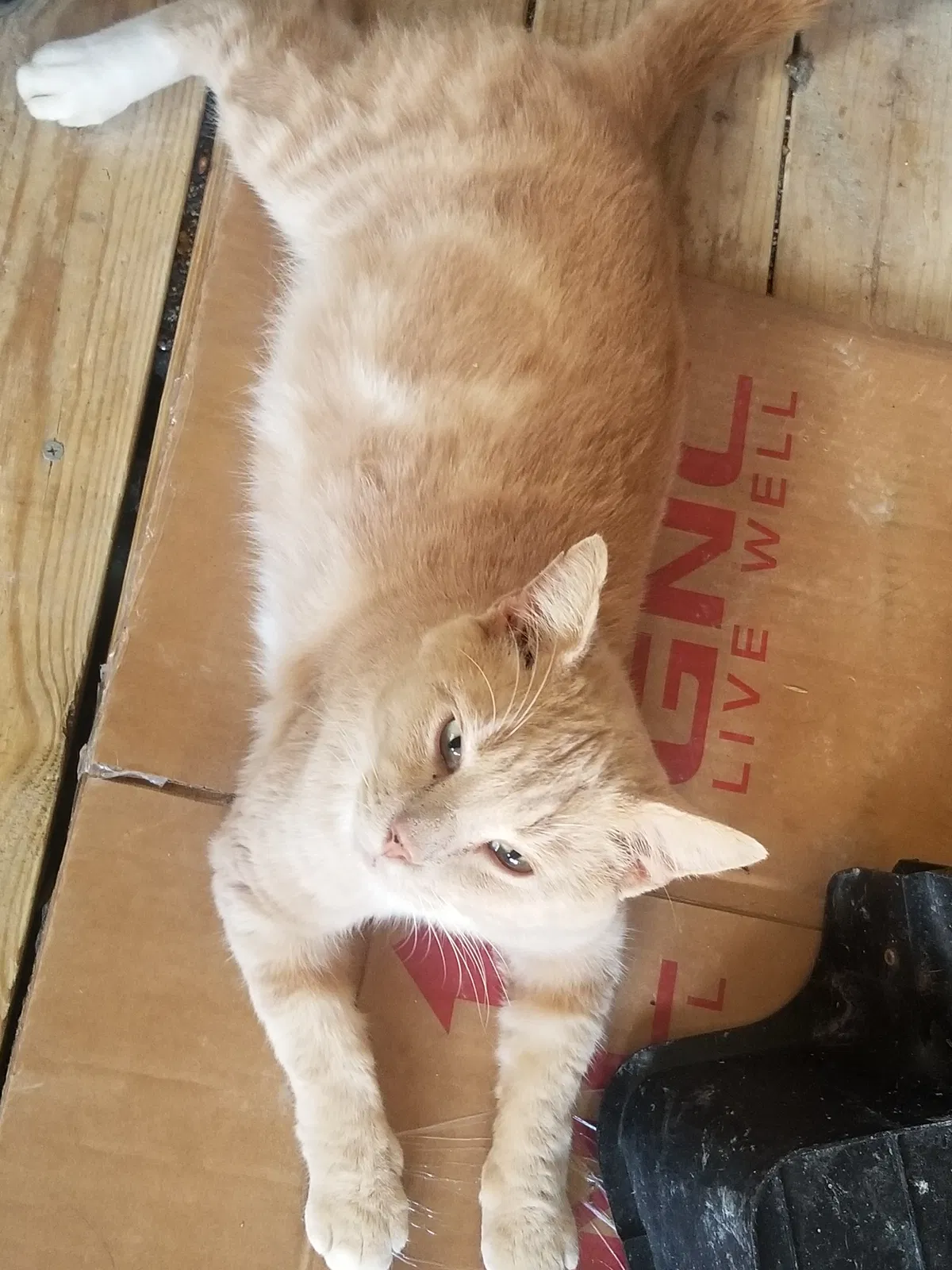 Lost cat in Piney Flats, TN, 37686