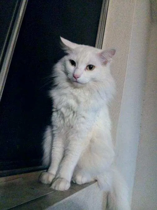 Lost cat in Unknown, OR, 97226