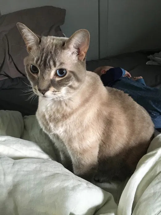 Lost cat in Woodbine, MD, 21797