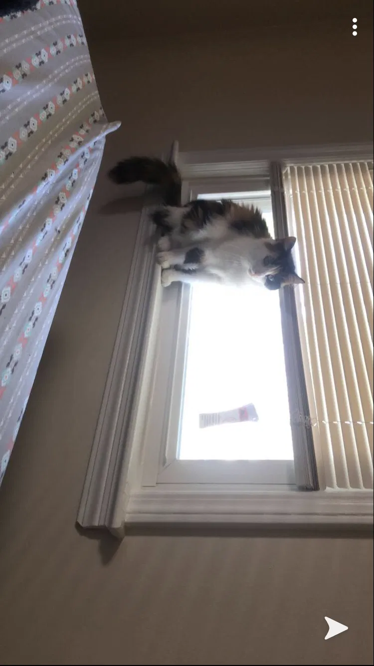Lost cat in Cleveland, OH, 44144
